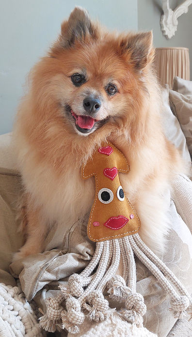 Fluffy Pomeranian-type dog sitting on a sofa while holding the brown Karen the Squid dog toy by Aurora Paws, supplied by Paw Branch.