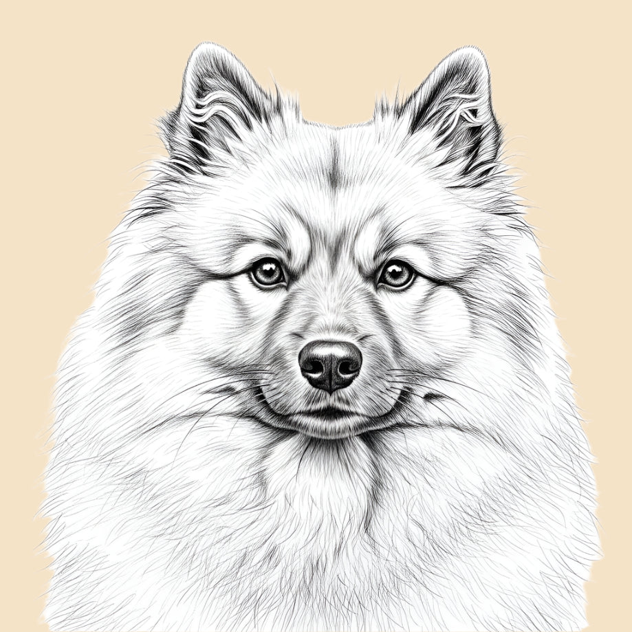 Sketch of a Keeshond, medium dog breed featured in The Puggly Club eco friendly birthday boxes