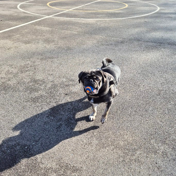 Dog playing with a ball on a basketball court