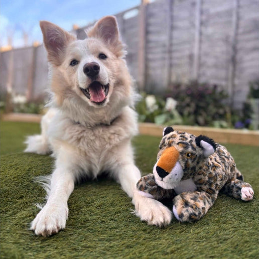 A fluffy cream-colored dog lies on green artificial grass next to a plush leopard toy in an outdoor backyard setting with a wooden fence in the background.