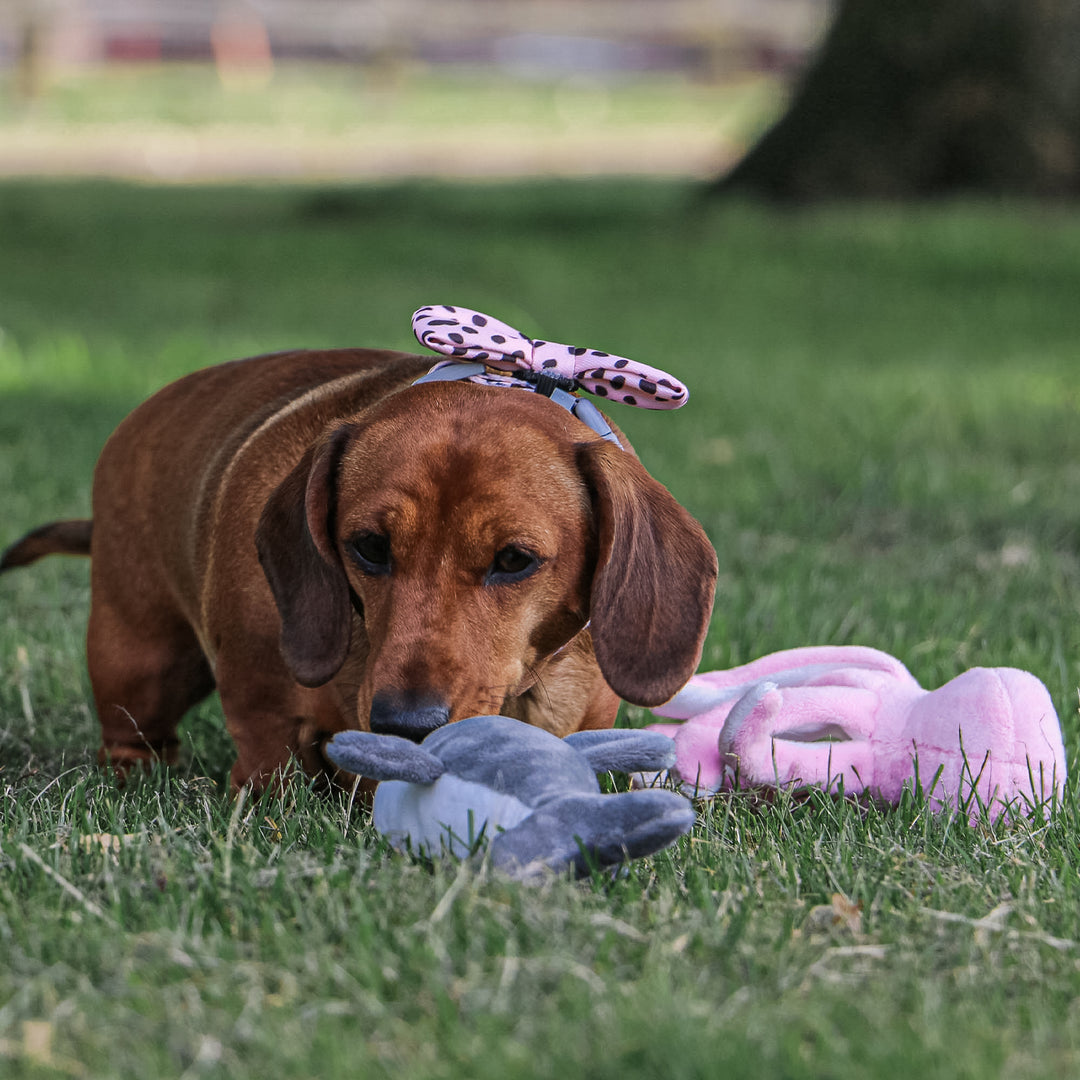 Small dog next to ANCOL Made From Mini Octopus plush toy in the grass, supplied by Paw Branch.