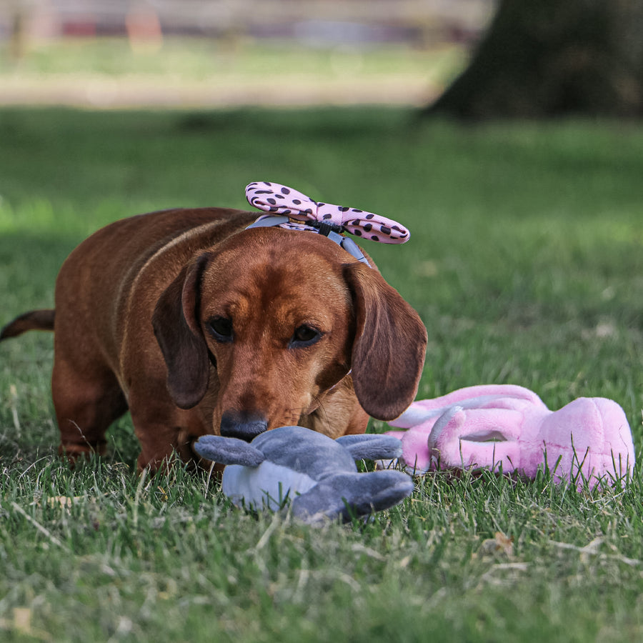 Small dog next to ANCOL Made From Mini Octopus plush toy in the grass, supplied by Paw Branch.