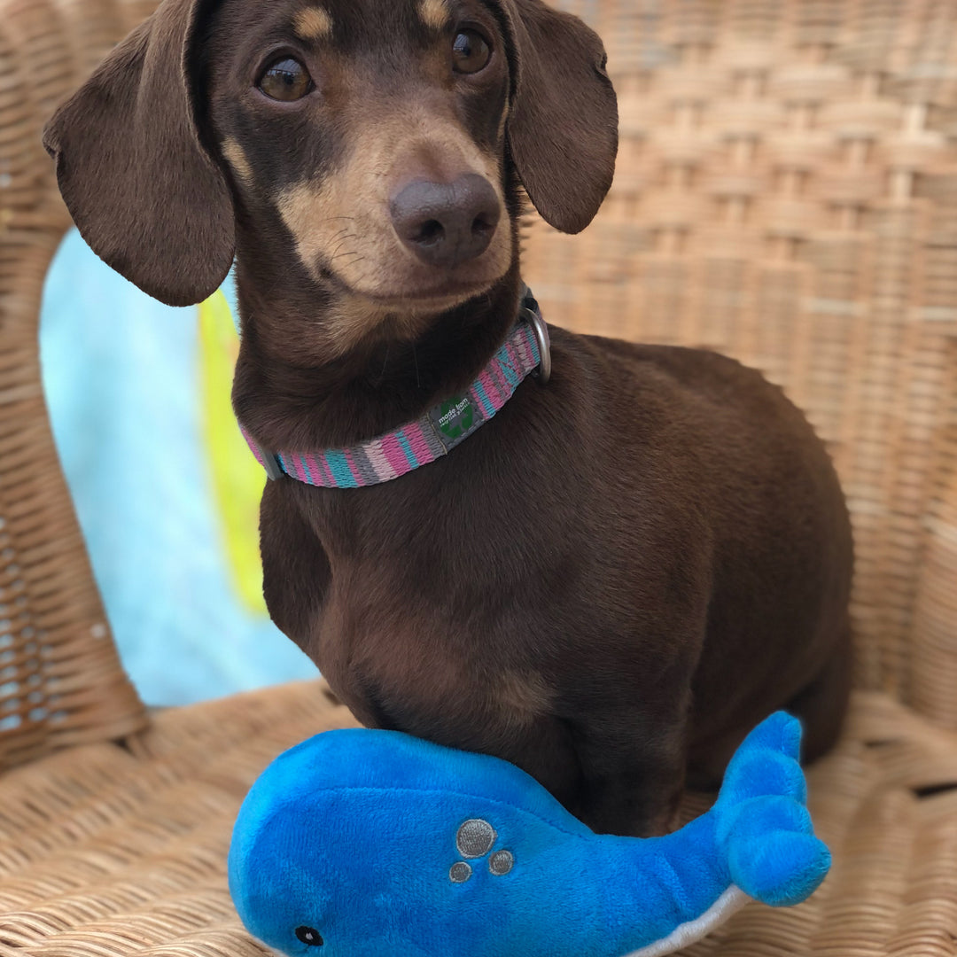 Dachshund sitting on a woven chair with the blue ANCOL Made From Mini Oshi the Whale toy, supplied by Paw Branch.