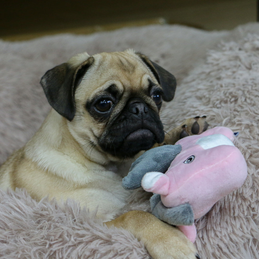 Puppy Pug cuddling  Ancols Made From Mini Seahorse Eco Toy – supplied by Paw Branch.
