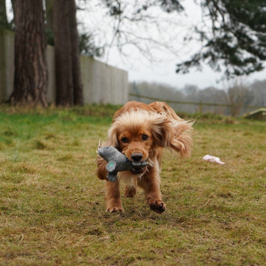Junior Aged Tan Cocker Spaniel running across a grassy field carrying the grey ANCOL Made From Mini Seal plush toy, supplied by Paw Branch.