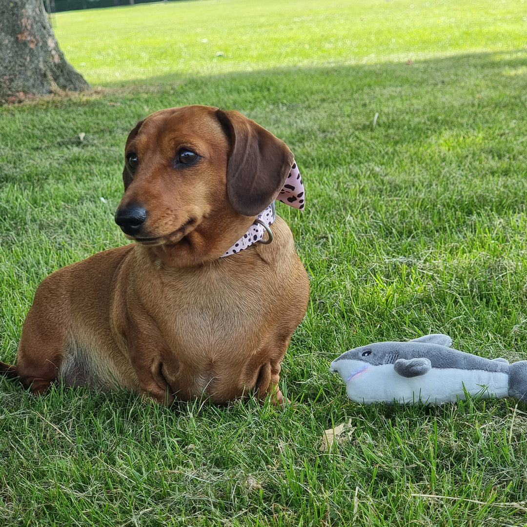 Small dog next to the grey ANCOL Made From Mini Shark plush toy in the grass, supplied by Paw Branch.