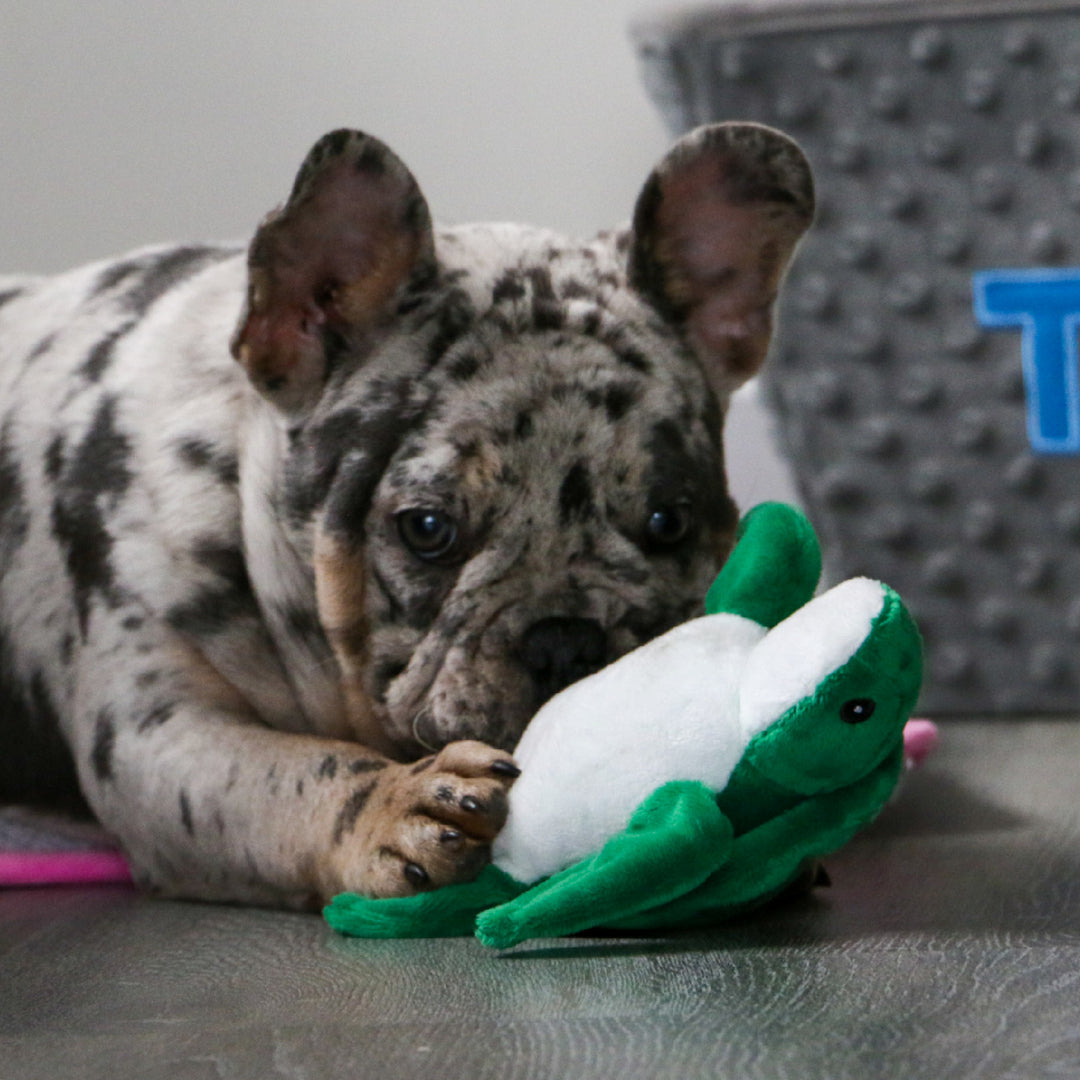 Merlé French Bulldog chewing and cuddling the green and white ANCOL Made From Mini Turtle toy, supplied by Paw Branch.