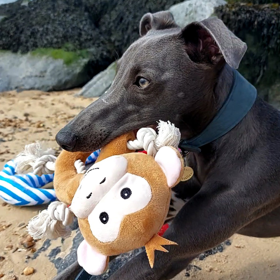 Close-up of the ANCOL Made From Monkey toy, highlighting the soft plush and white rope, supplied by Paw Branch.