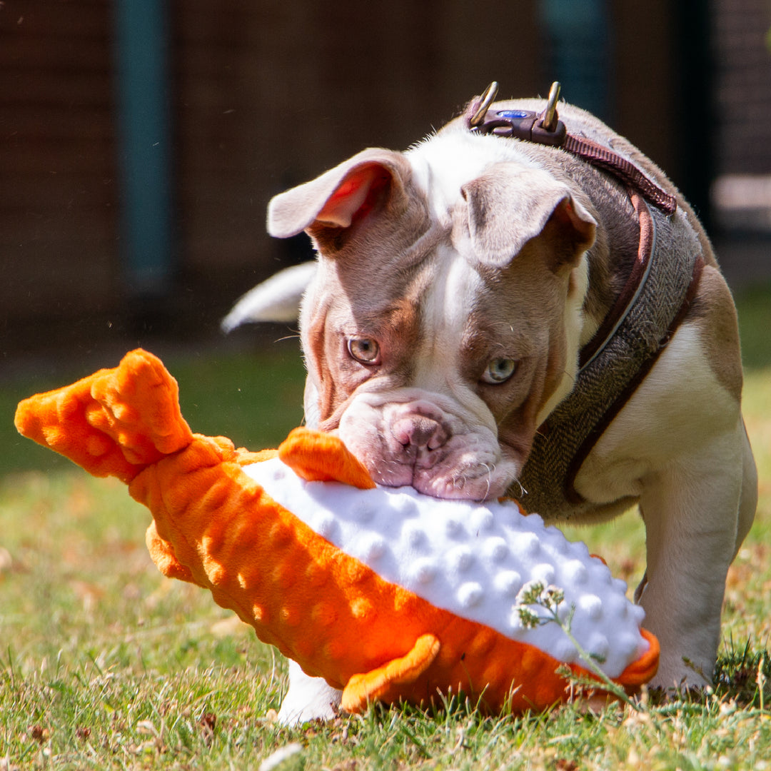 Bulldog with Made From Puffer Fish – recycled plush dog toy with squeaker, from The Puggly Club’s large moderate and senior dog birthday boxes.