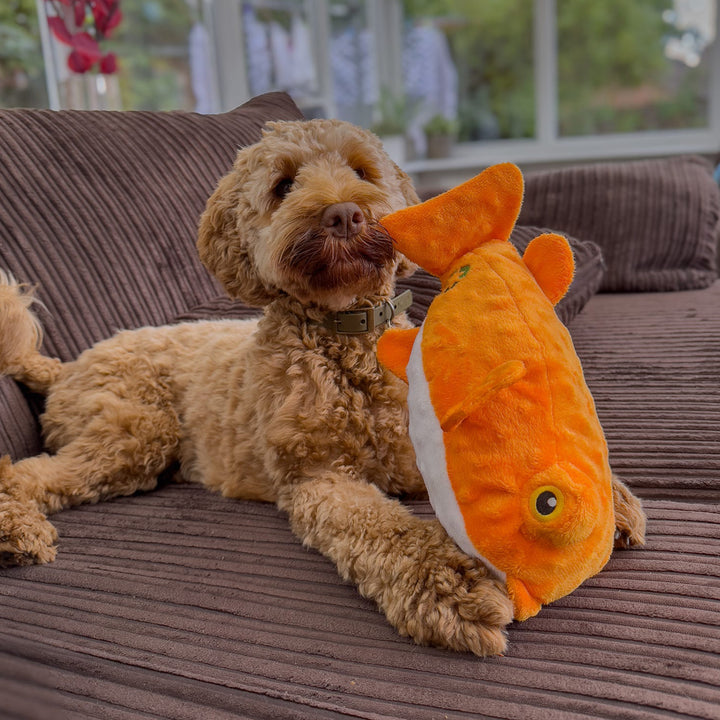 Cockapoo dog lying on a brown sofa and cuddling the orange and white ANCOL Made From Puffer Fish plush toy, supplied by Paw Branch.