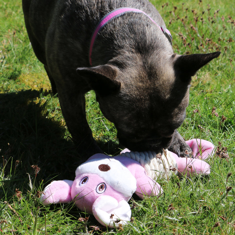 Dog standing outdoors and carrying the grey ANCOL Made From Rabbit Bellies toy, supplied by Paw Branch.