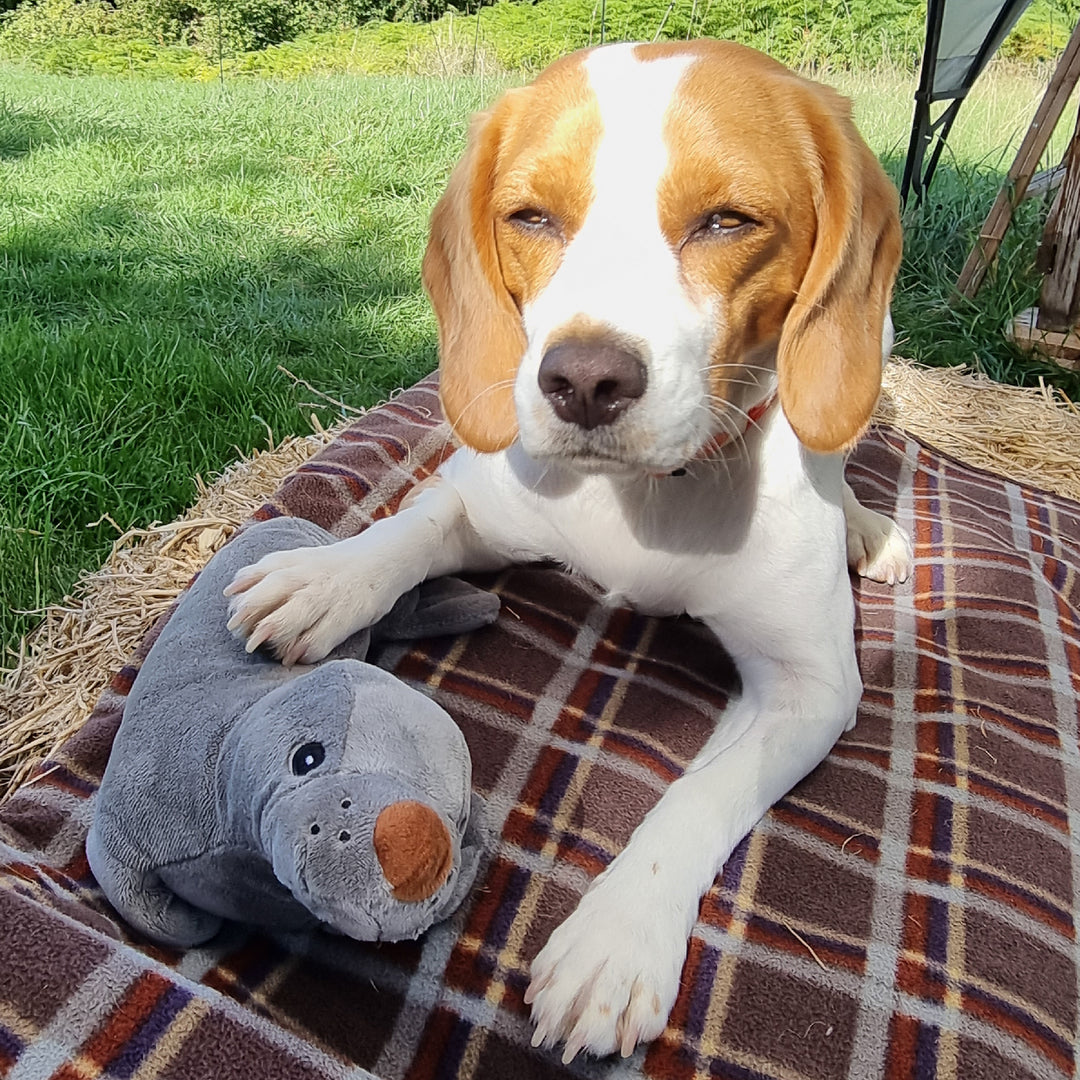 Beagle lying on hay and a checkered blanket cuddling the grey ANCOL Made From Seal plush toy, supplied by Paw Branch