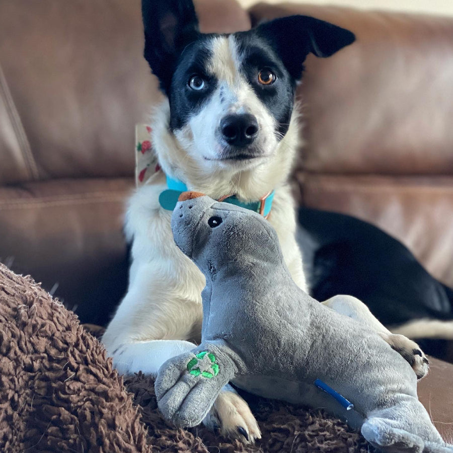 Border Collie holding the grey ANCOL Made From Seal plush toy on a brown sofa, supplied by Paw Branch.