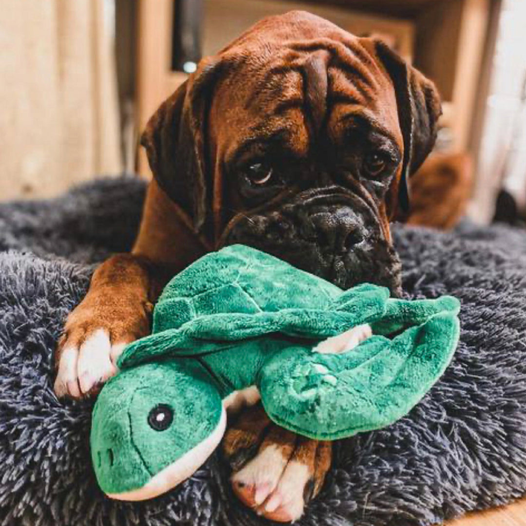 Brown Boxer puppy lying on a grey fluffy bed and cuddling the green ANCOL Made From Turtle toy by ANCOL, supplied by Paw Branch.