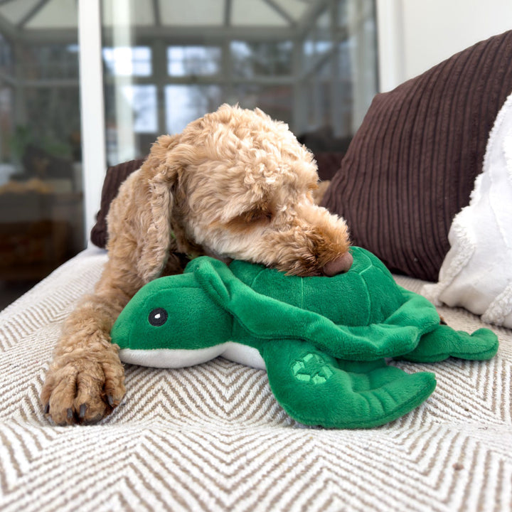 Cockapoo-type dog lying on a sofa and gently chewing the green ANCOL Made From Turtle toy by ANCOL, supplied by Paw Branch.
