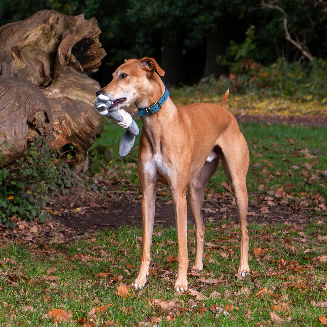 Tan Greyhound-type dog standing outdoors and carrying the grey ANCOL Made From squirrel Bellies toy, supplied by Paw Branch.