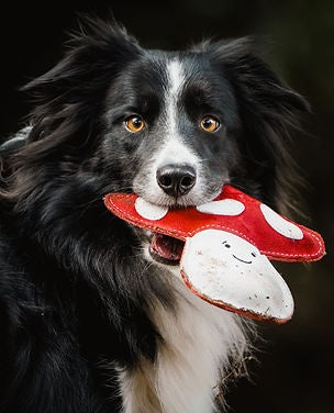 Black and white Border Collie holding the red and white Marie the Mushroom toy by Aurora Paws in its mouth, supplied by Paw Branch.