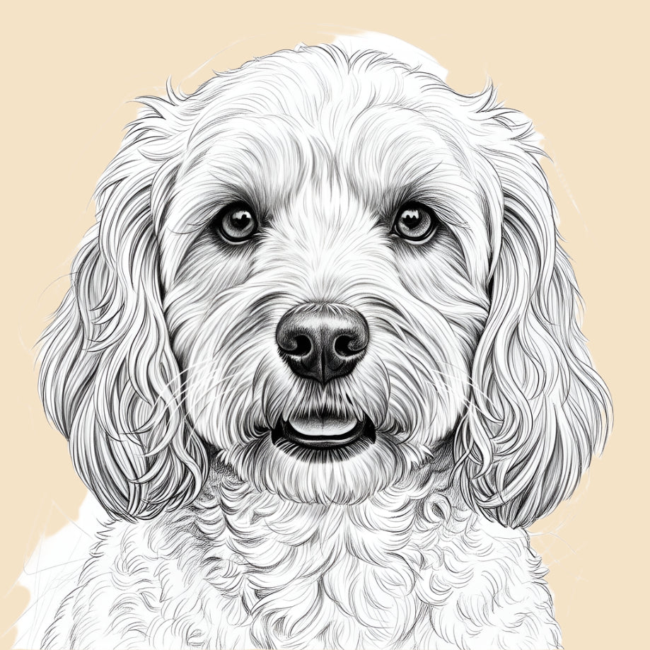 Sketch of a Miniature Cockapoo – small dog breed featured in The Puggly Club eco-friendly birthday boxes