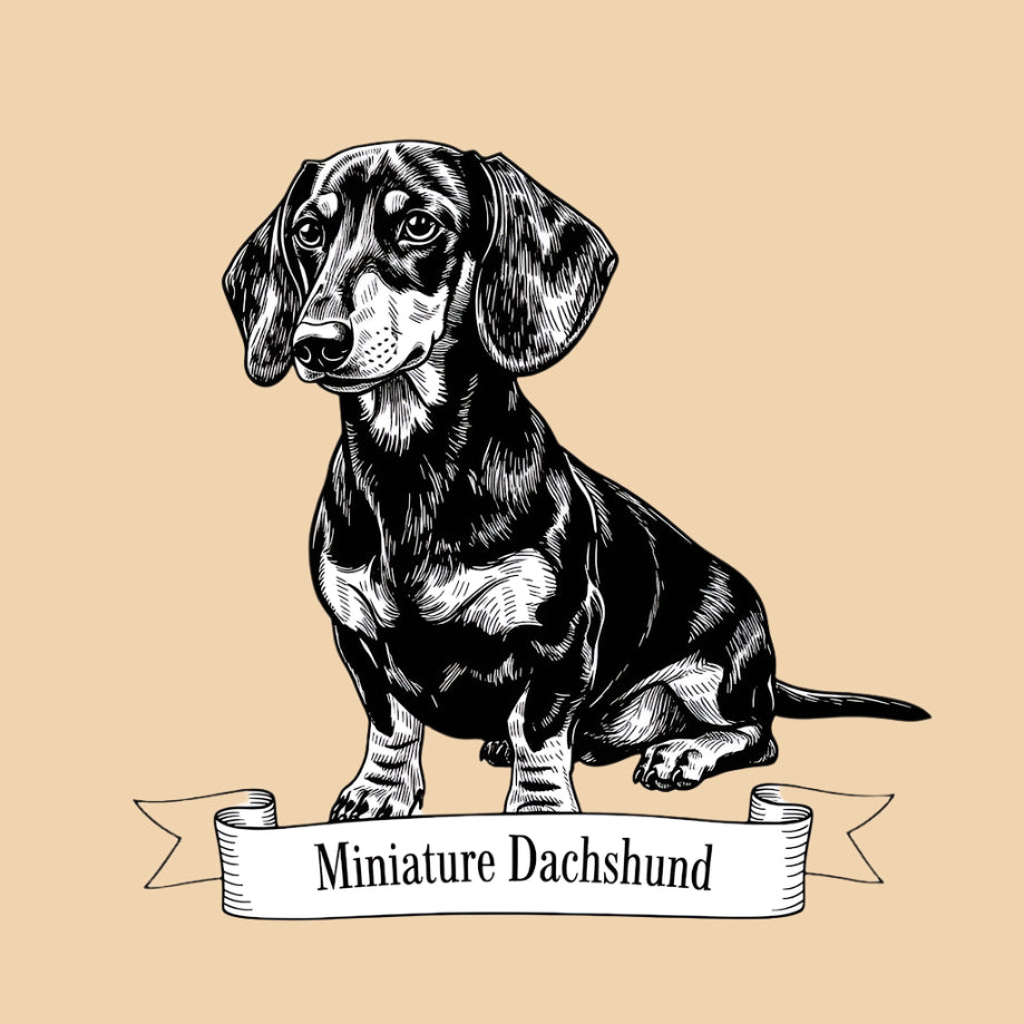 Sketch of a Miniature Dachshund – extra small dog breed featured in The Puggly Club eco-friendly birthday boxes