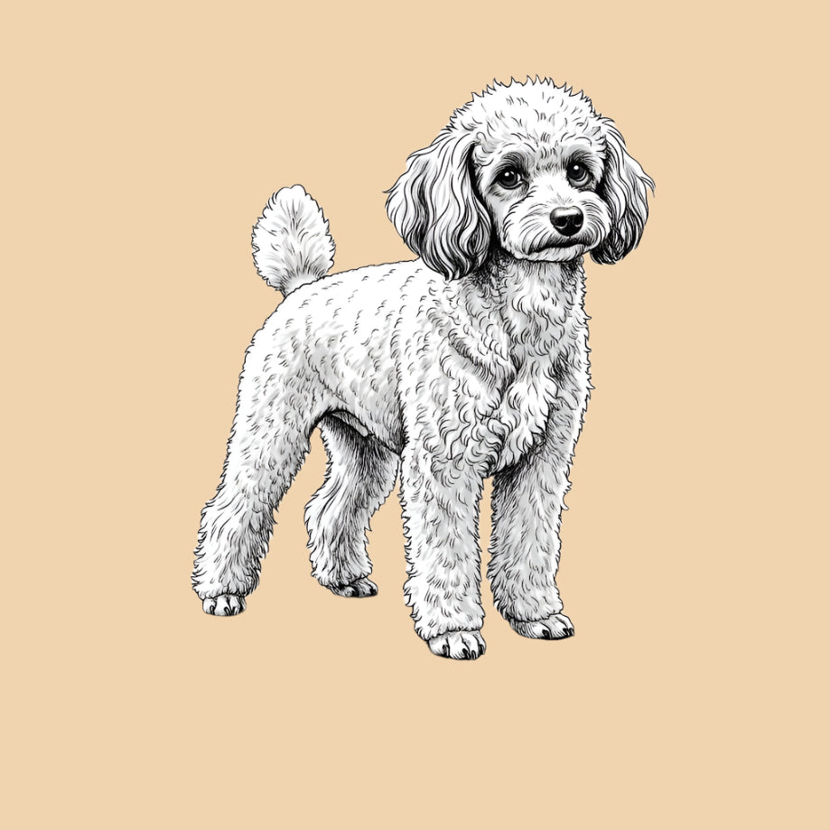Sketch of a Miniature Poodle – small dog breed featured in The Puggly Club eco-friendly birthday boxes