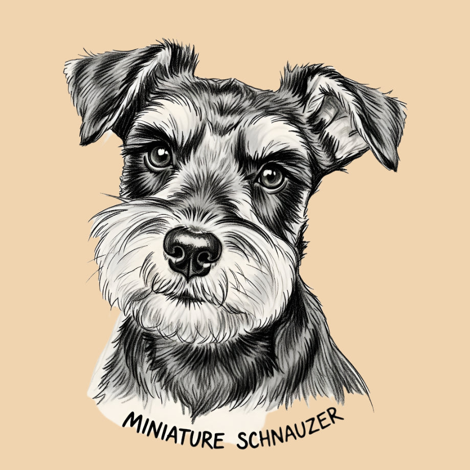 Sketch of a Miniature Schnauzer – small dog breed featured in The Puggly Club eco-friendly birthday boxes