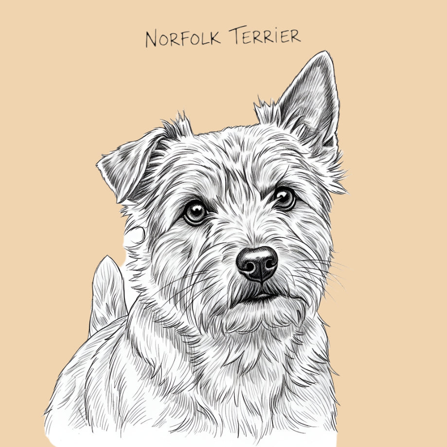 Sketch of a Norfolk Terrier – extra small dog breed featured in The Puggly Club eco-friendly birthday boxes