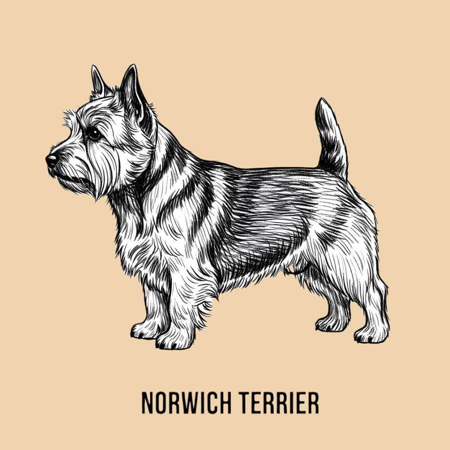 Sketch of a Norwich Terrier – extra small dog breed featured in The Puggly Club eco-friendly birthday boxes