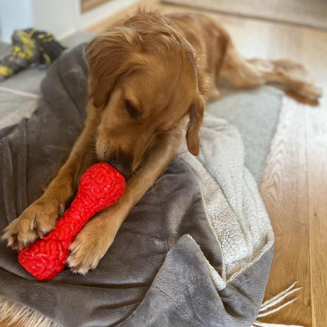  Golden Retriever licking inside the ANCOL ORVA Brain Treat Dumbbell on a rug - supplied by Paw Branch.