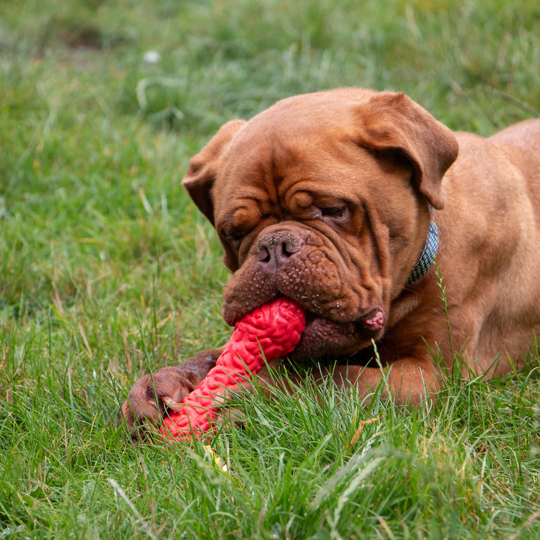 Dogue de Bordeaux dog chewing the red ANCOL ORVA Brain Treat Dumbbell on a grassy field, supplied by Paw Branch.