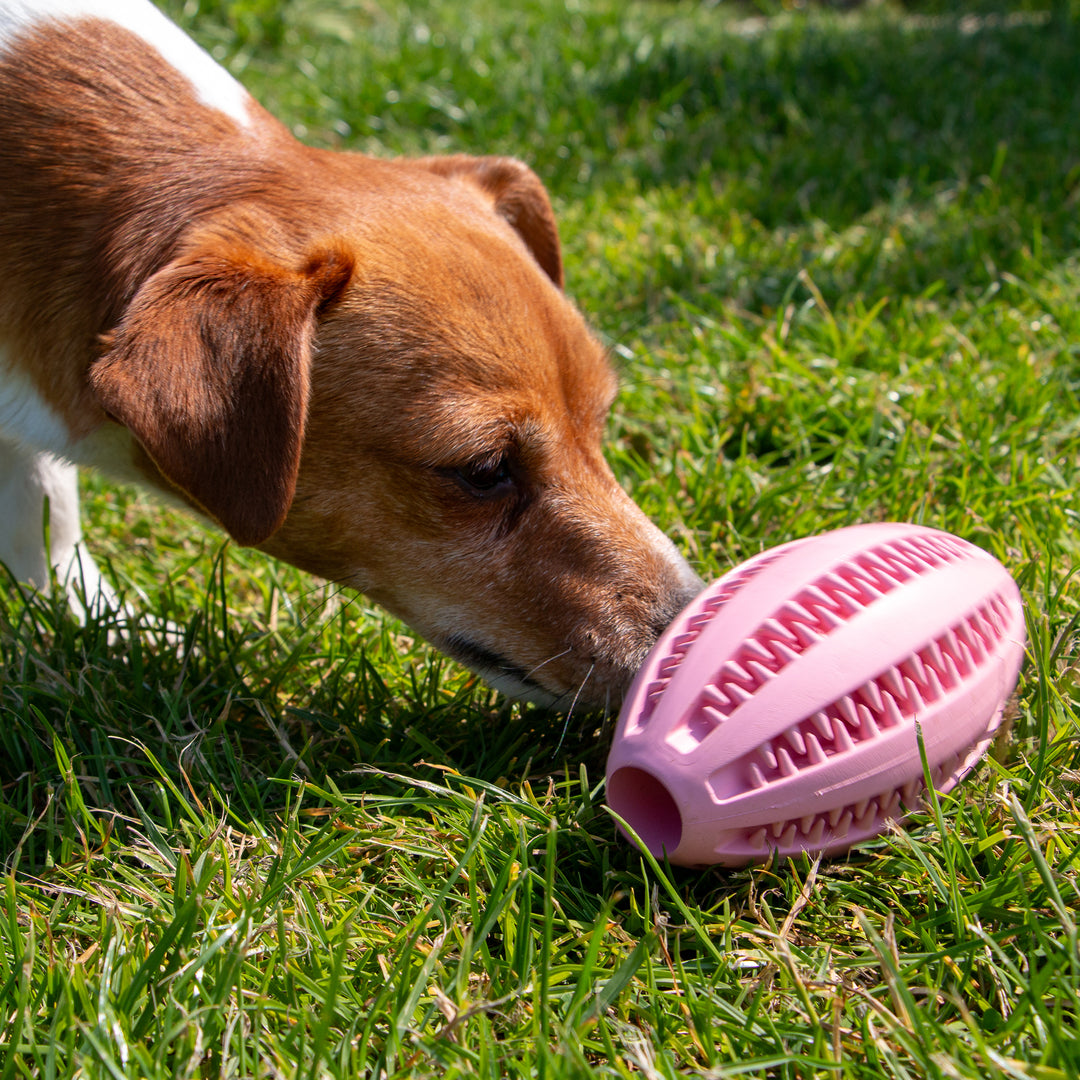 Jack Russell Dog Playing and Sniffing the pink ANCOL ORVA Rugby Treat Ball in the grass, supplied by Paw Branch.