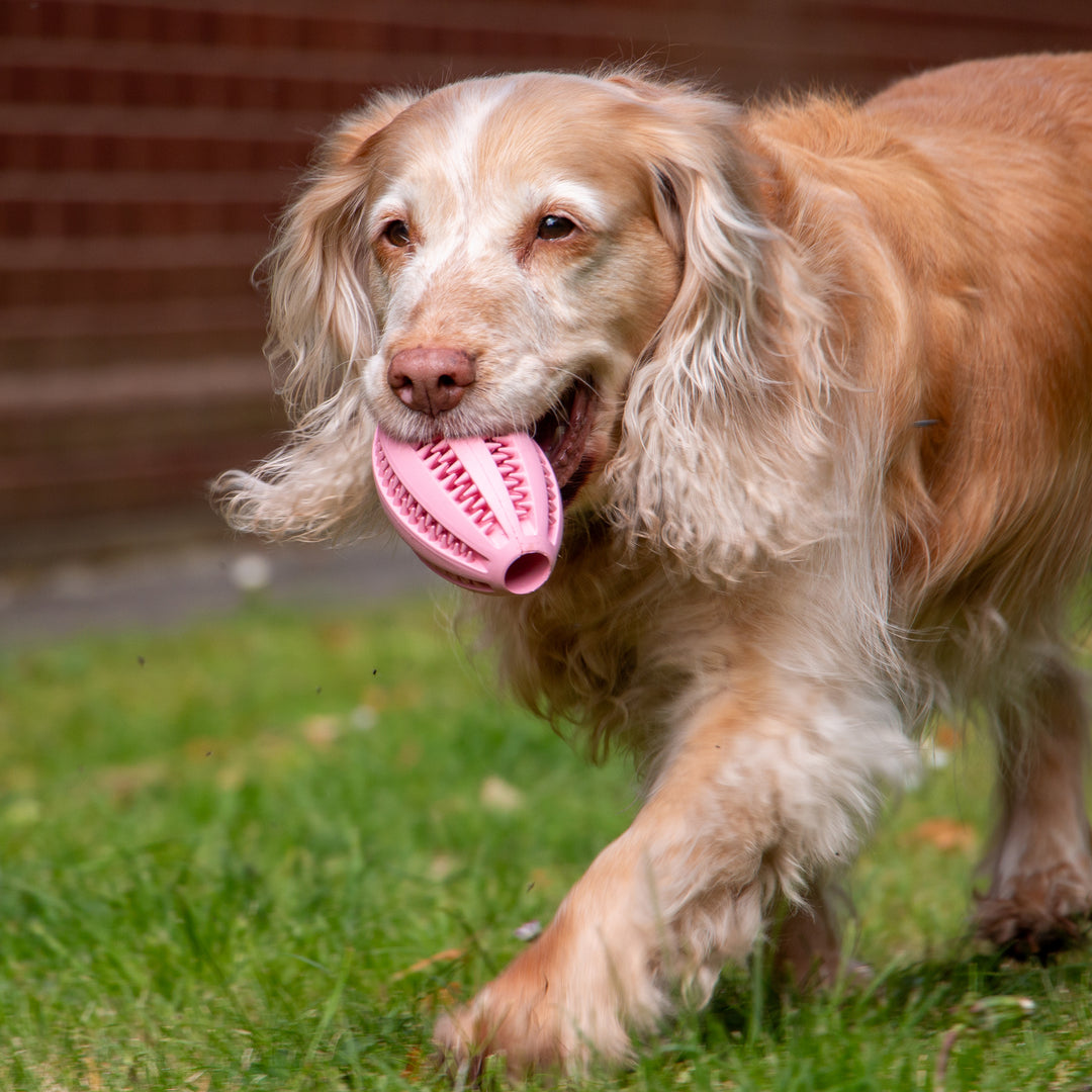 Tan and white Cocker Spaniel running and carrying the pink ANCOL ORVA Rugby Treat Ball in the grass, supplied by Paw Branch.