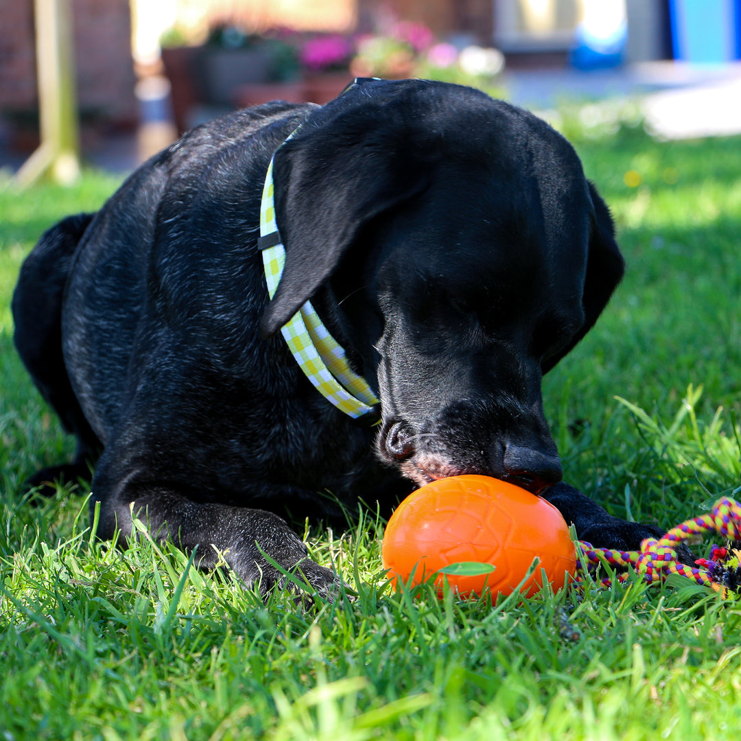 Black dog playing with the orange ANCOL ORVA Treat Monster dog toy in the grass, supplied by Paw Branch.