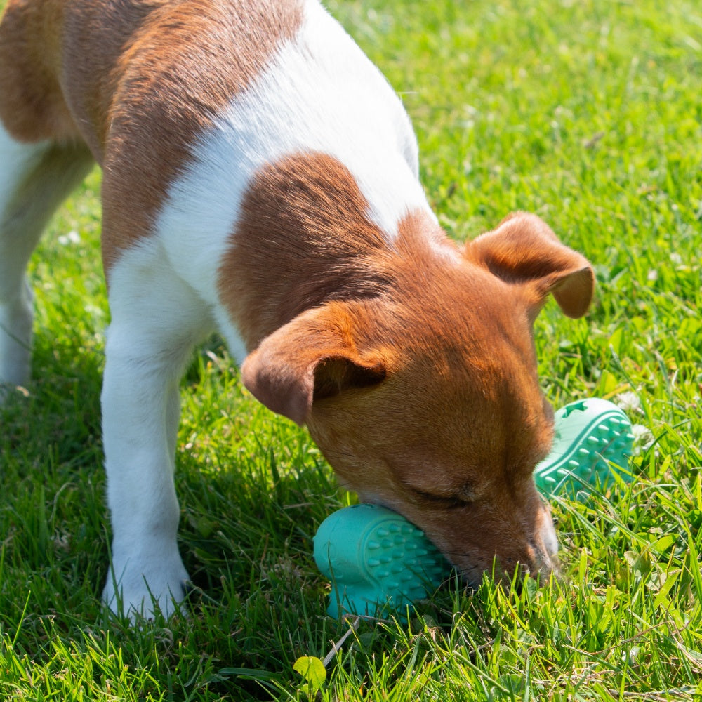Small brown and white dog actively chewing the textured green ANCOL ORVA Treat Bone in the grass, supplied by Paw Branch.