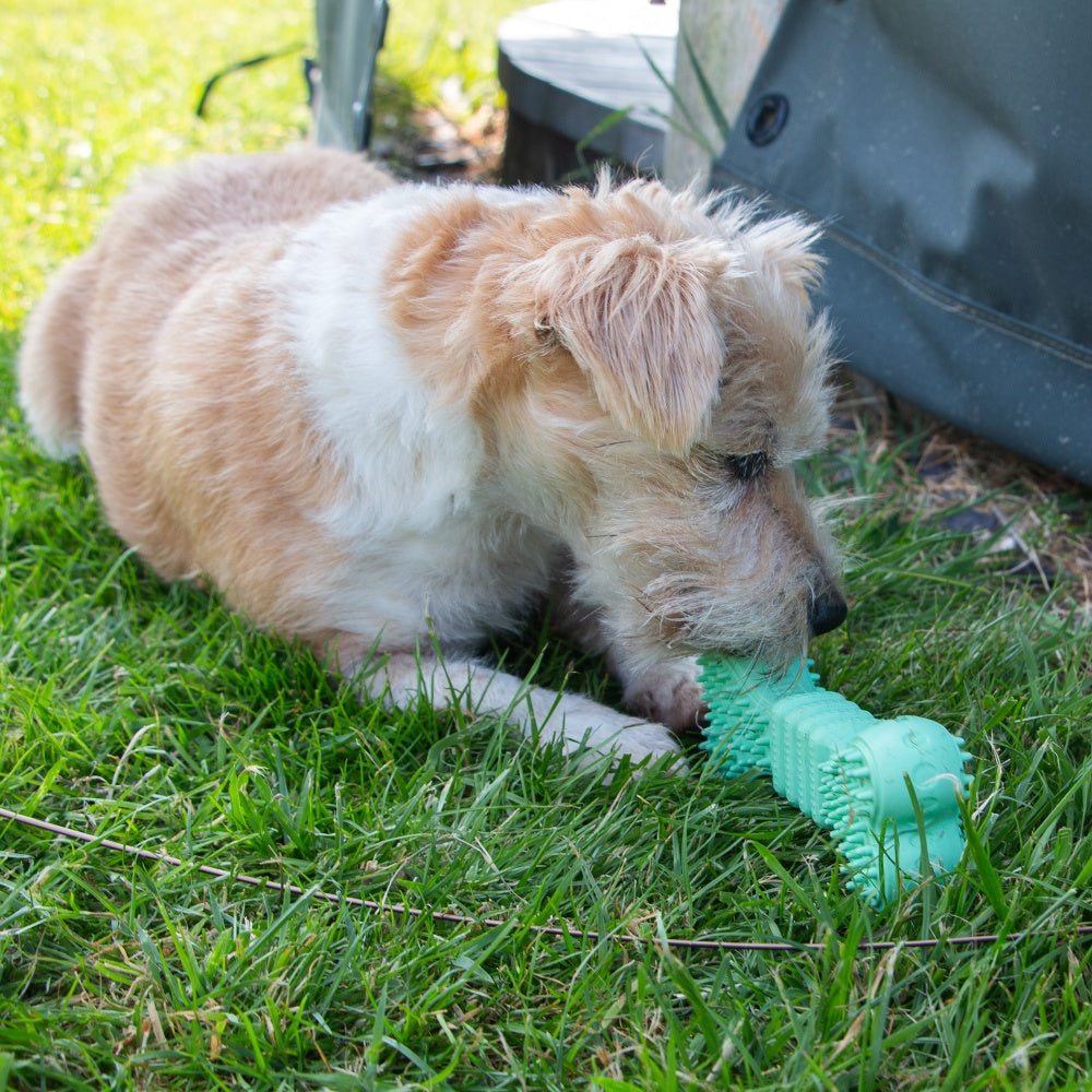 Dog playing with a dental chew toy on grass