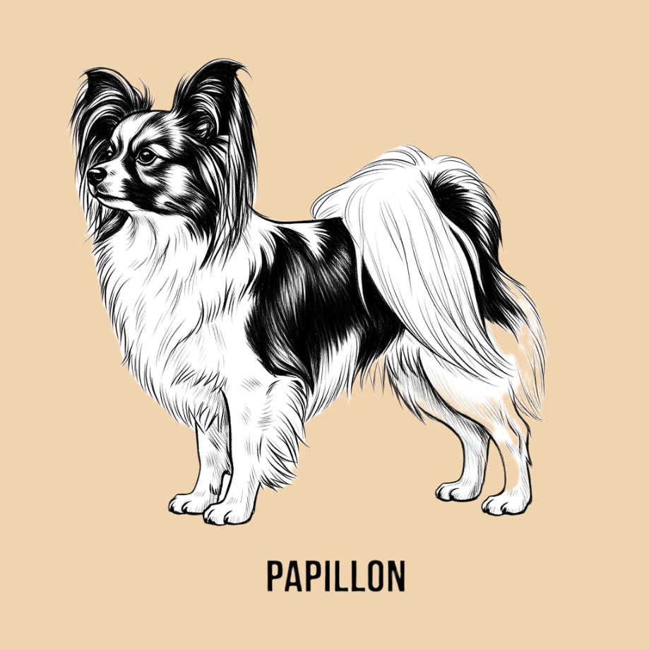 Sketch of a Papillon – extra small dog breed featured in The Puggly Club eco-friendly birthday boxes