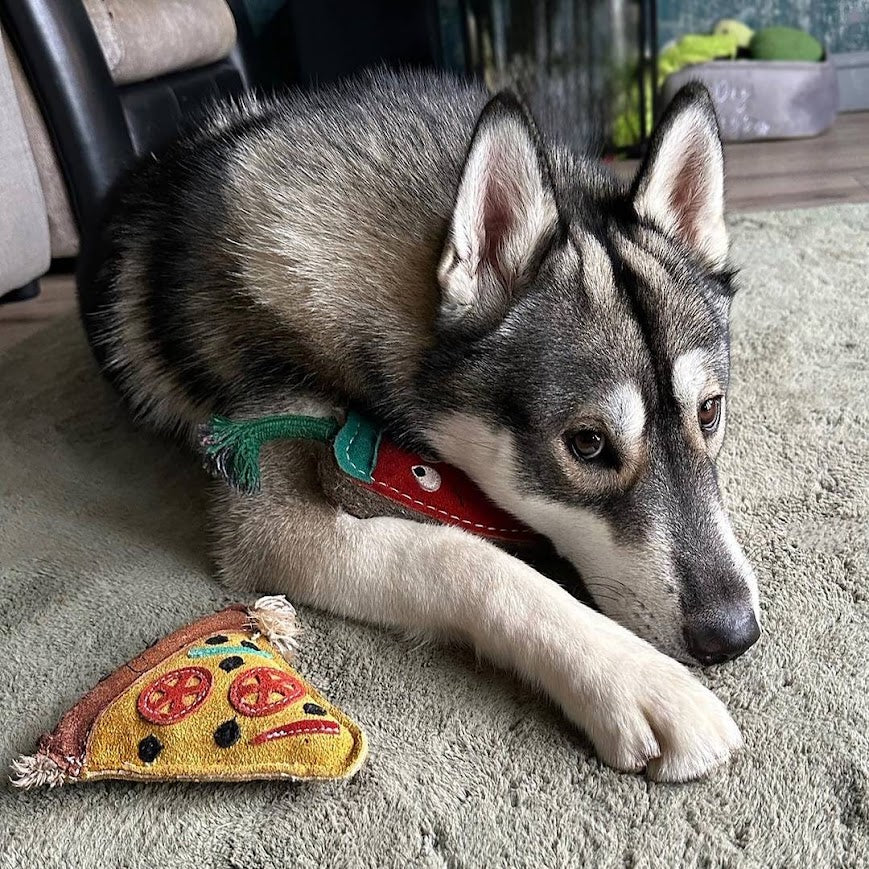 Husk lying on a carpet with Pepe le Pizza eco toy by Green and Wild’s nearby.