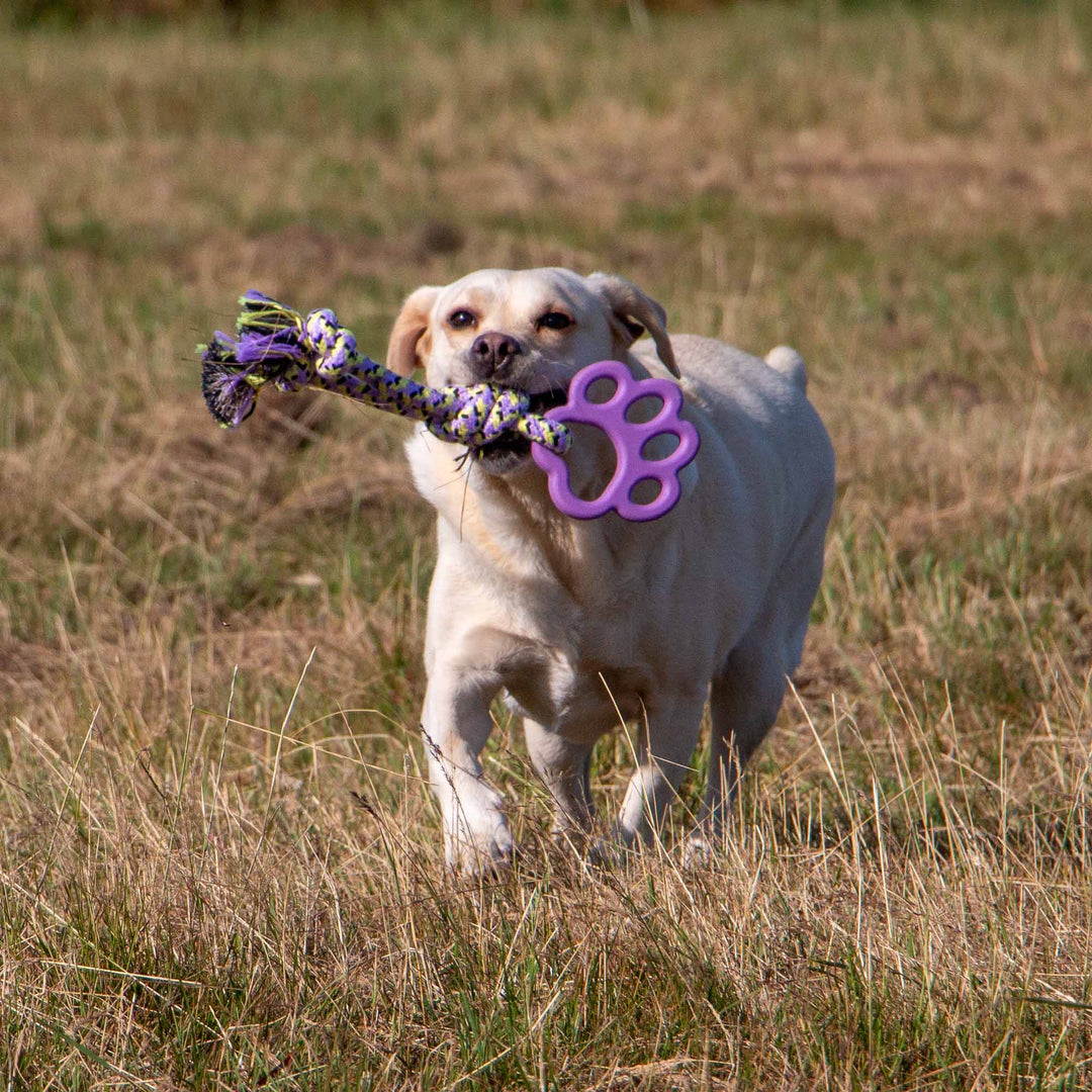 Cream coloured dog holding a rope dog toy with a purple paw shaped rubber handle while running across grass supplied by Paw Branch