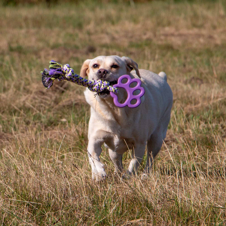 Cream coloured dog holding a rope dog toy with a purple paw shaped rubber handle while running across grass supplied by Paw Branch