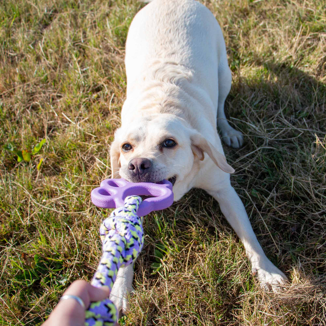 Cream coloured dog pulling on a rope dog toy with a purple paw shaped rubber handle during outdoor tug play supplied by Paw Branch