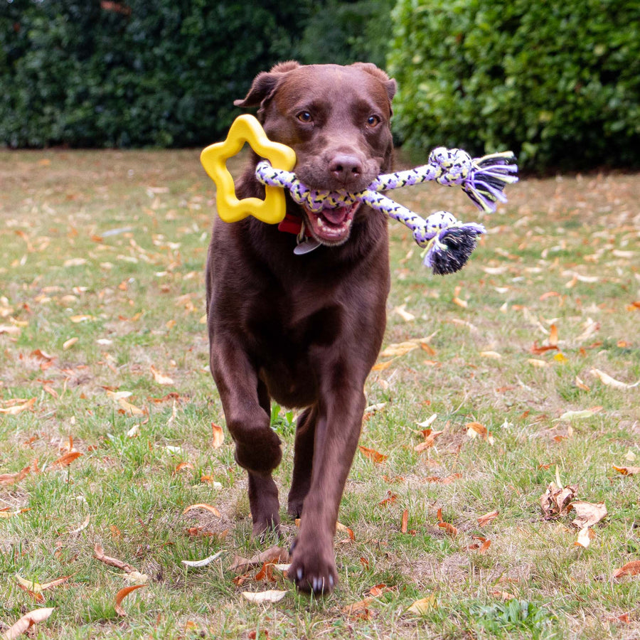 Large brown dog running outdoors carrying the ANCOL Playtime Ropey Star eco rope and rubber dog toy, supplied by Paw Branch.