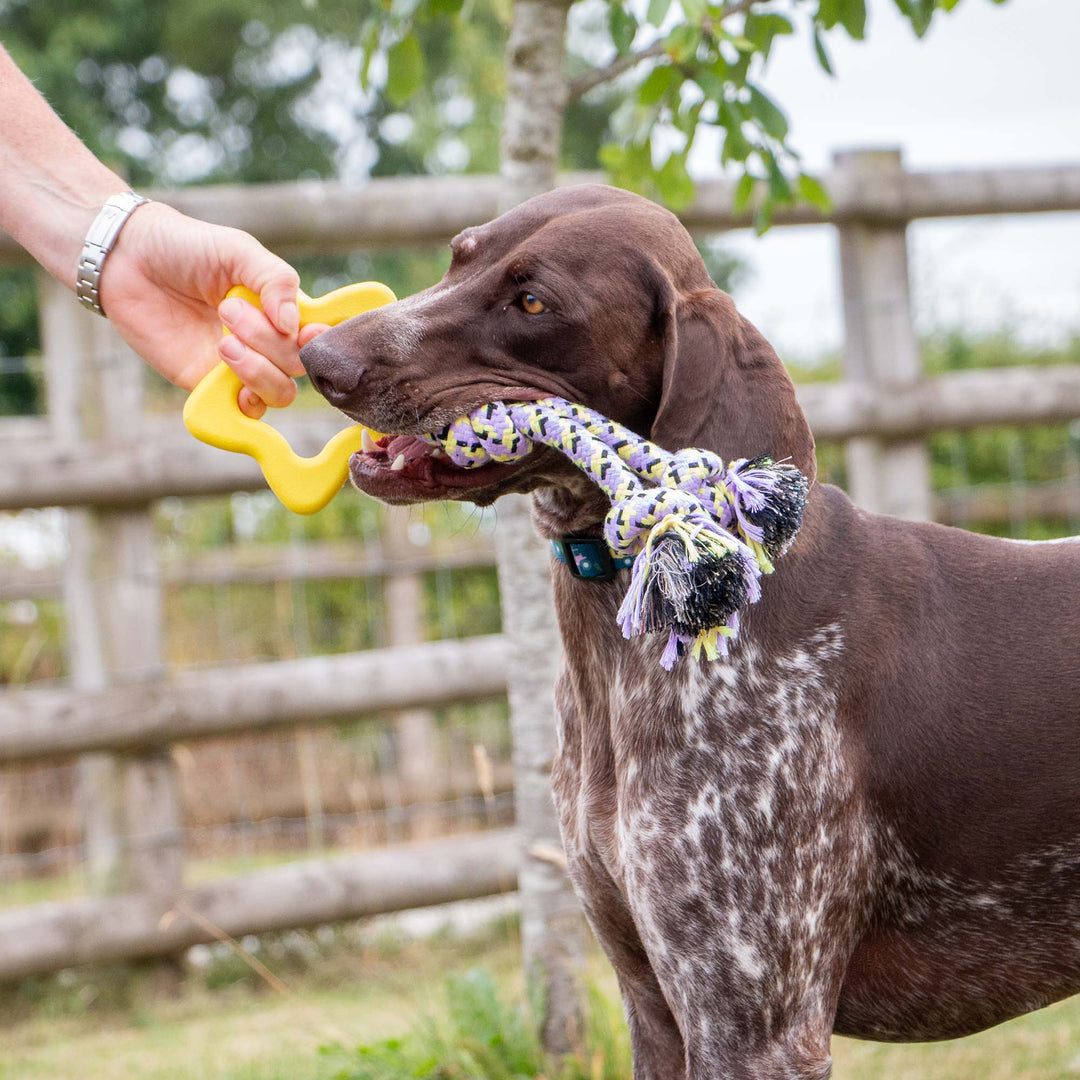 Dog gripping the ANCOL Playtime Ropey Star eco rope and rubber dog toy during a tug game, supplied by Paw Branch.
