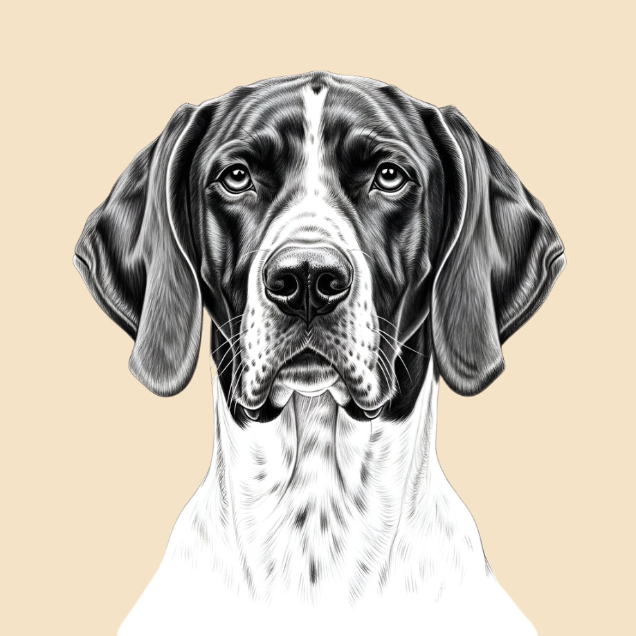 Sketch of a Pointer, large dog breed featured in The Puggly Club eco friendly birthday boxes