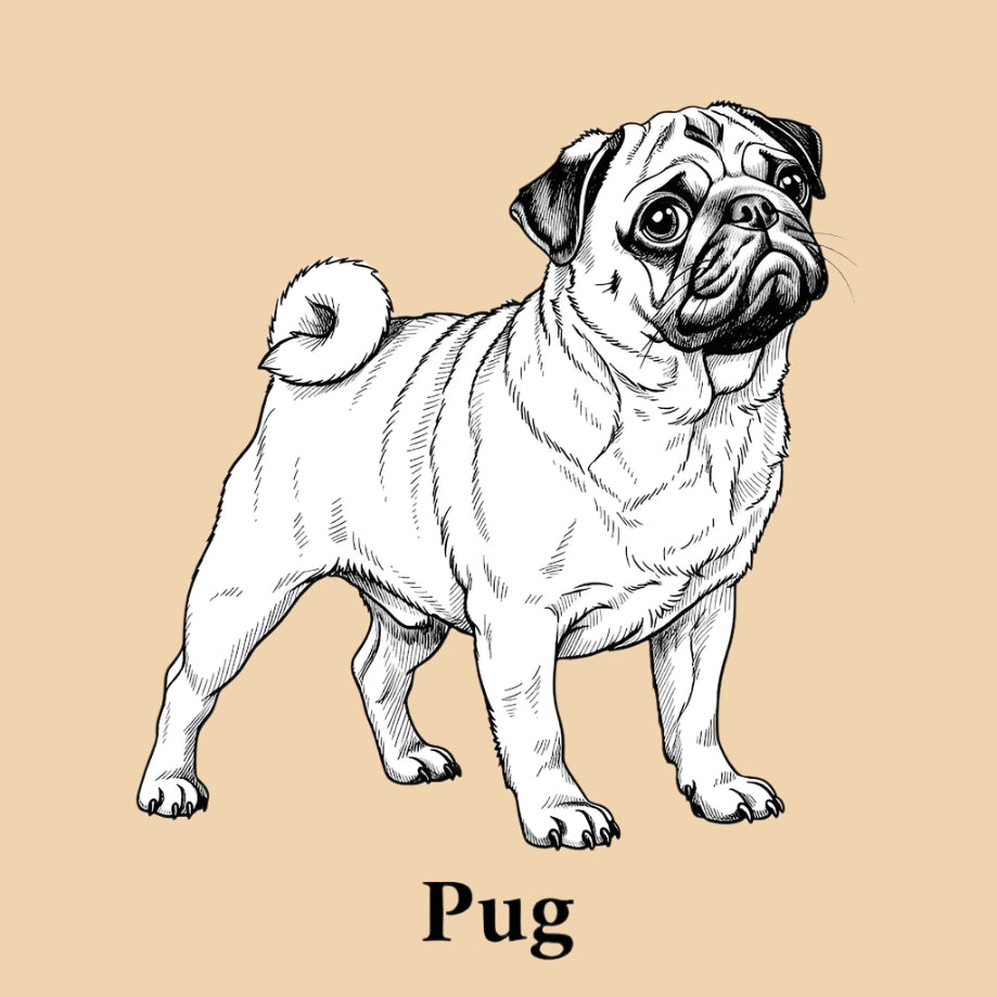 Sketch of a Pug – small dog breed featured in The Puggly Club eco-friendly birthday boxes