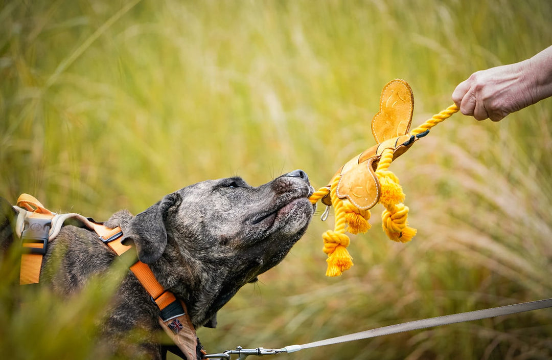 Close-up of a dog in an orange harness engaged in tug-of-war with the yellow Queen Bee rope toy by Aurora Paws, supplied by Paw Branch.