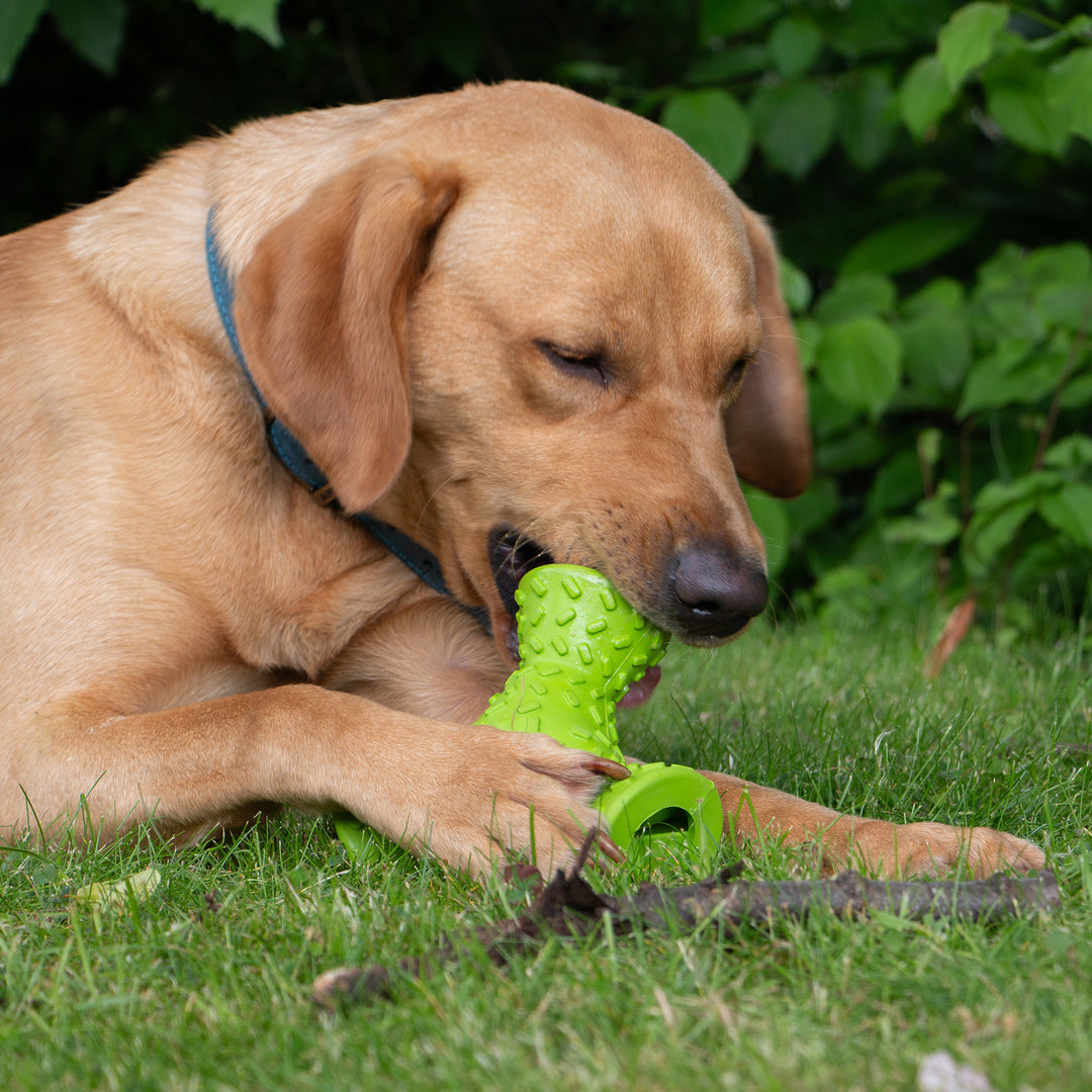 Labrador-type dog lying on grass and chewing the green textured ANCOL ORVA Chew Y-Bone, supplied by Paw Branch.