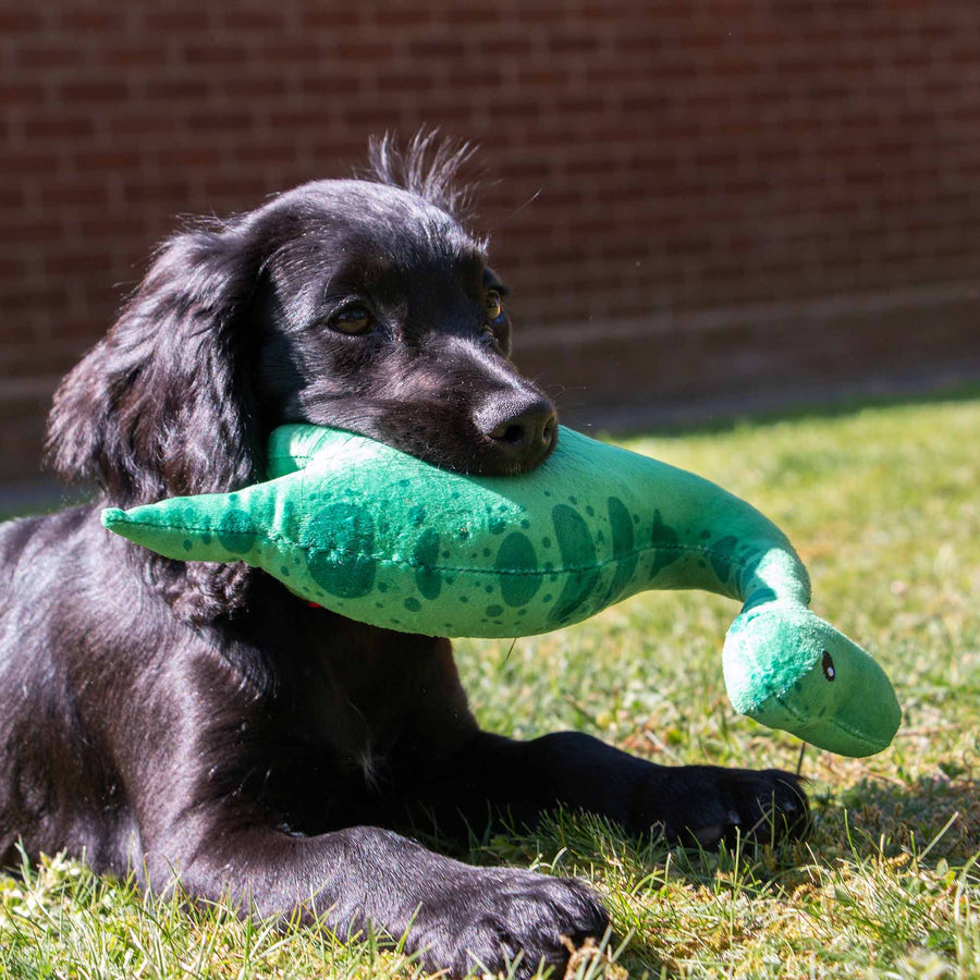 Black puppy lying on grass and playing with the green ANCOL Small Bite Dino plush toy, supplied by Paw Branch.