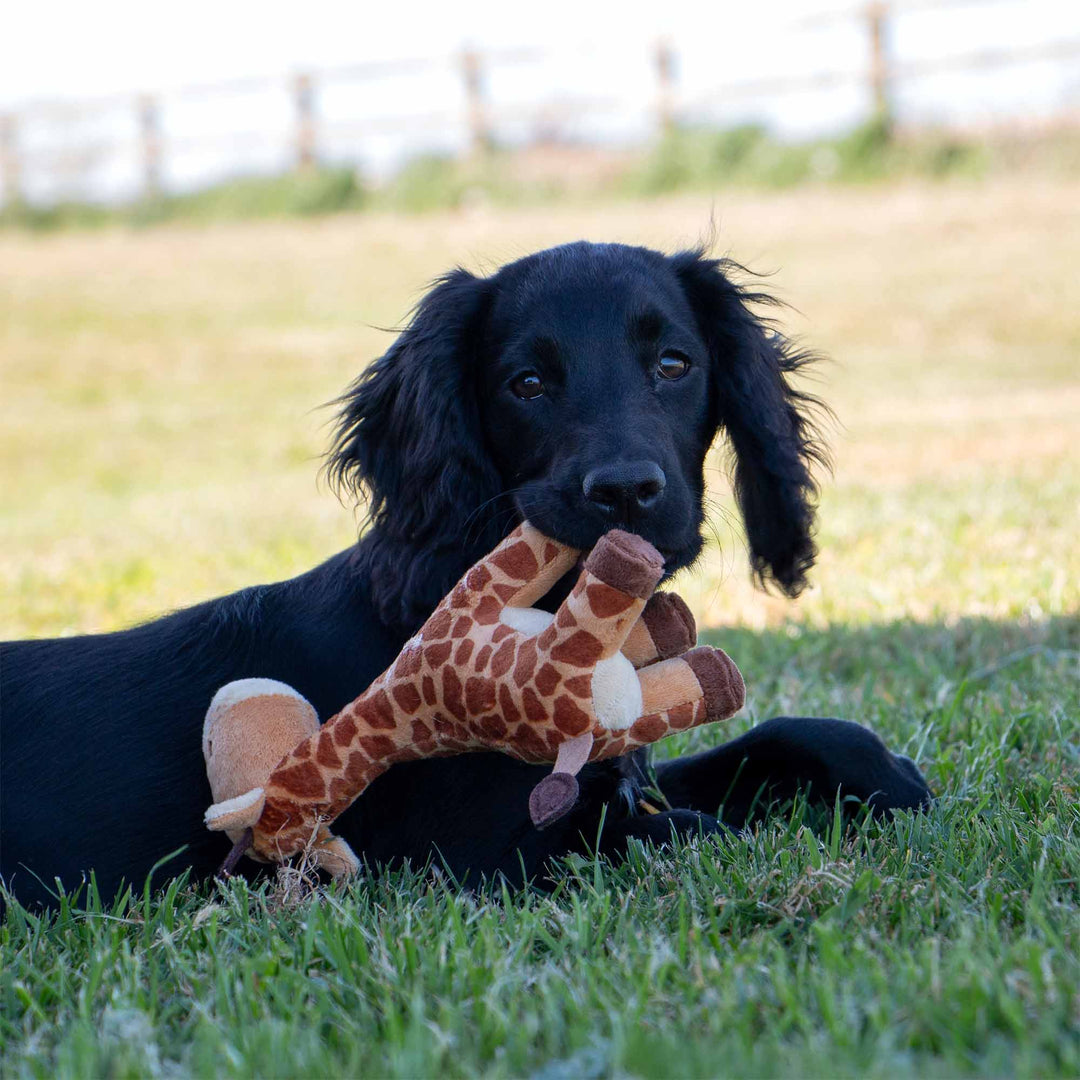 Black puppy lying on grass and cuddling the brown ANCOL Small Bite Giraffe plush toy, supplied by Paw Branch.