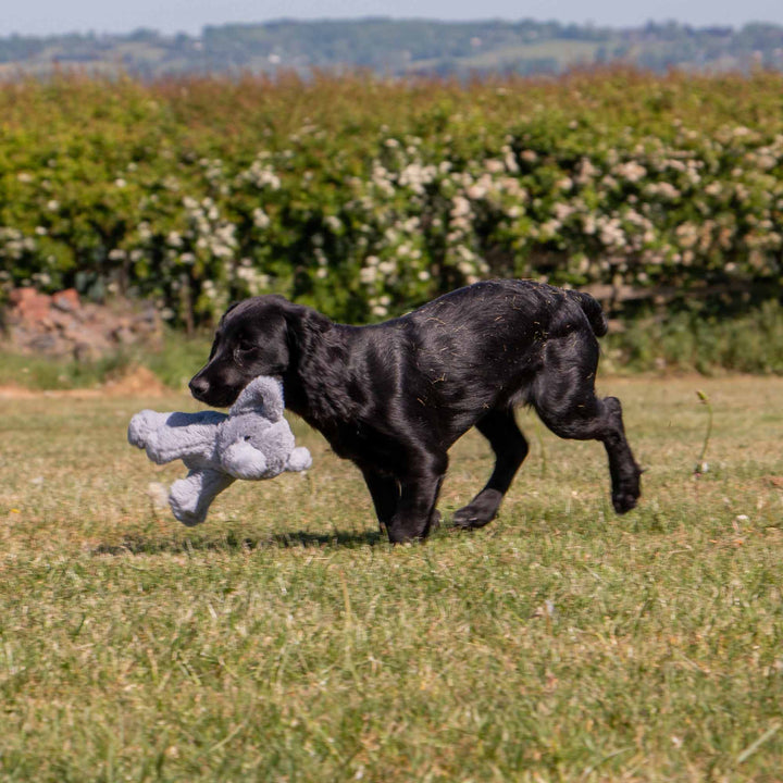 Close-up of a small puppy playing with the grey ANCOL Small Bite Grey Elephant plush toy, supplied by Paw Branch.