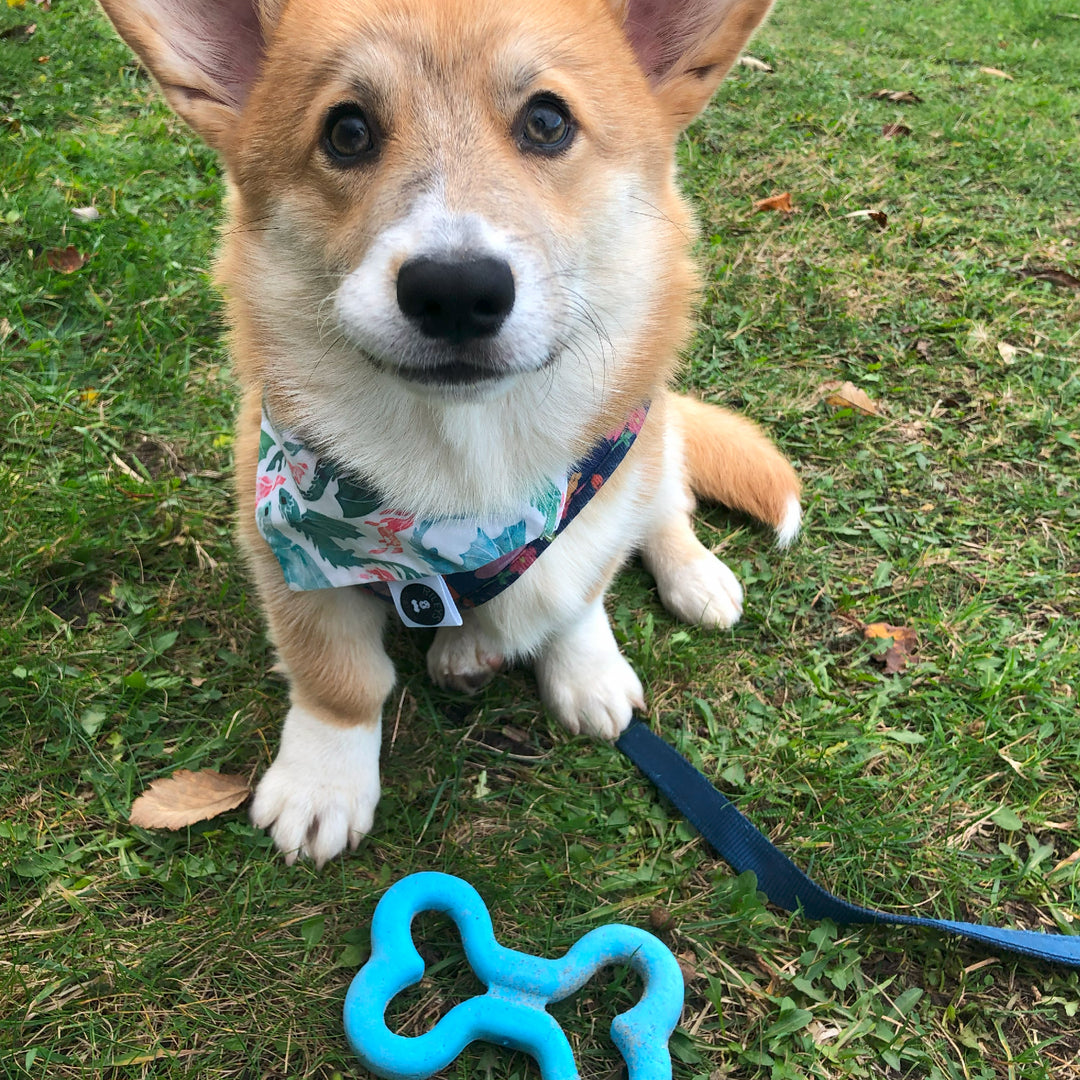 Blue ANCOL Small Bite Soft Bones TPR puppy toy shown on grass next to a young dog, supplied by Paw Branch.