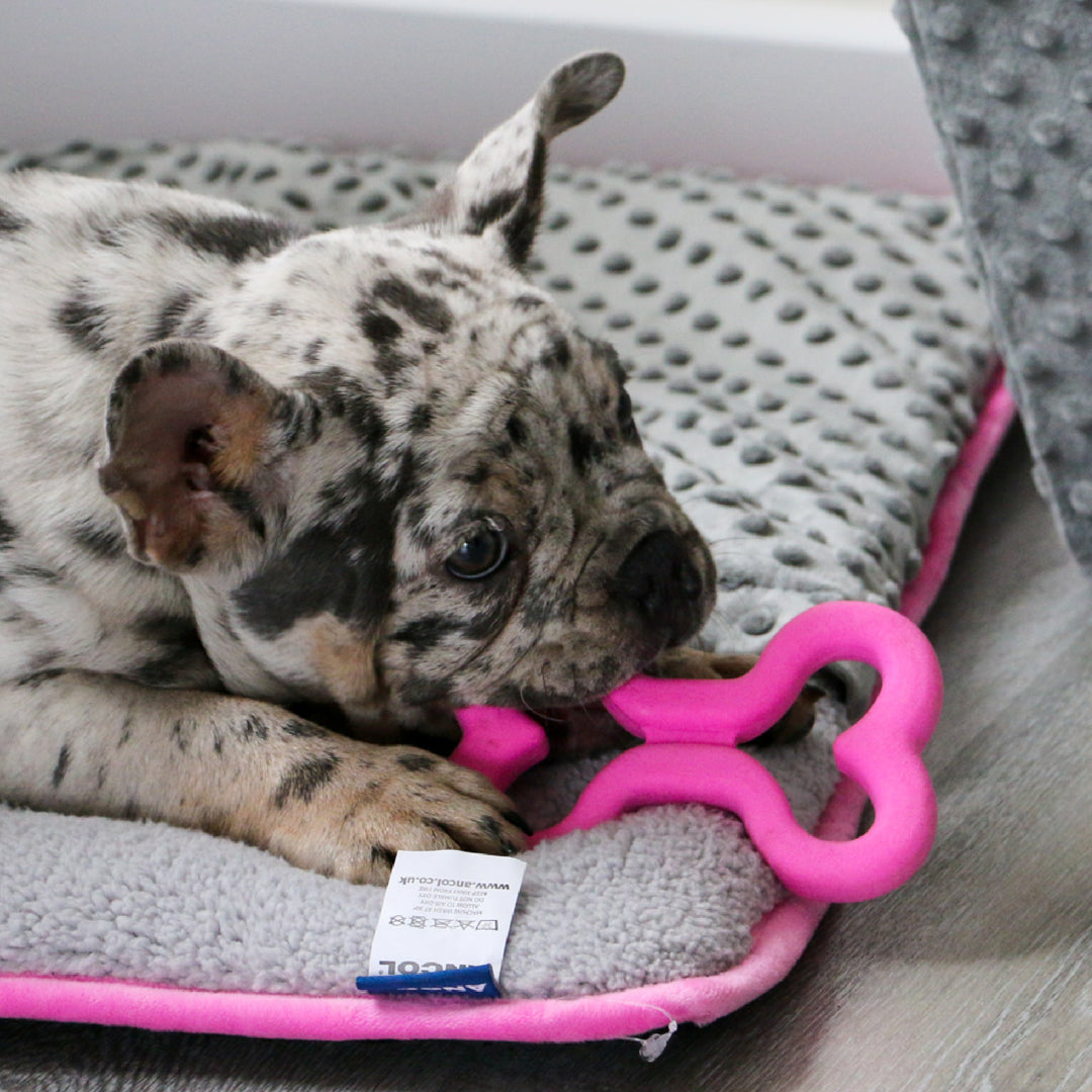 Puppy chewing the pink ANCOL Small Bite Soft Bones TPR toy on a soft bed, supplied by Paw Branch.